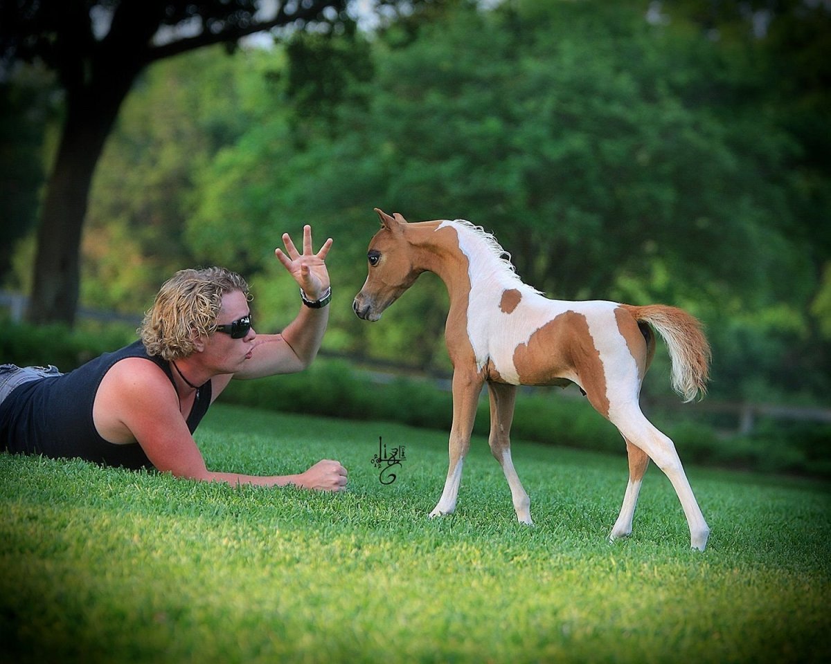 Карликовая лошадка Фалабелла