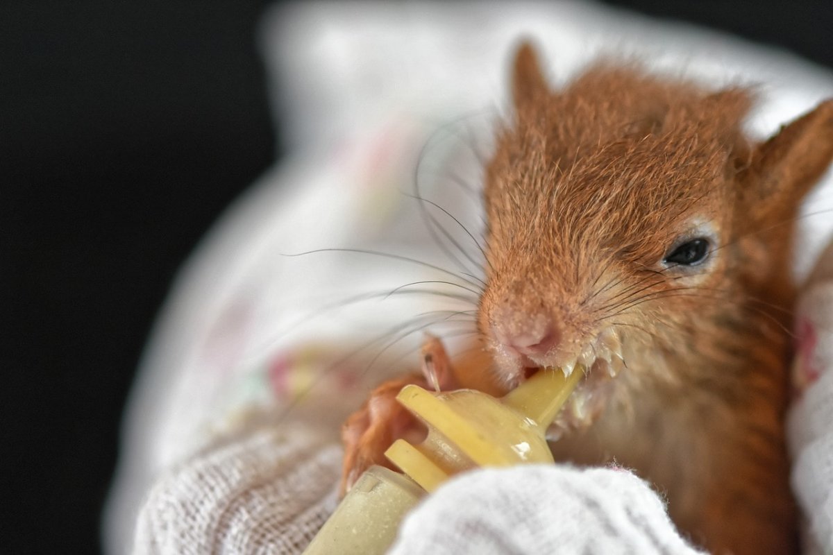 Спутываются хвостами белки