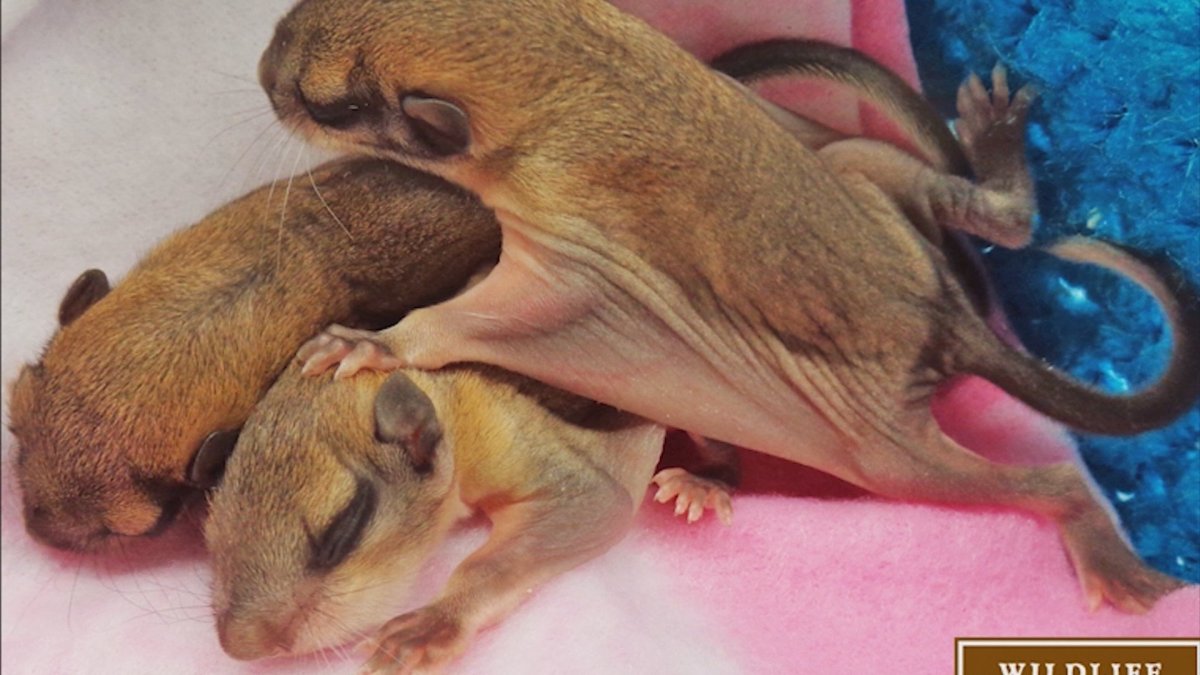 Удивлённая белка