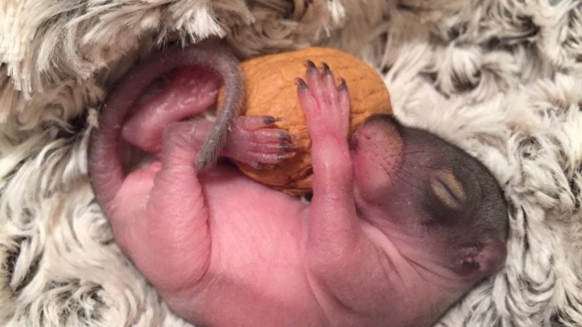 Новорожденные бельчата фото