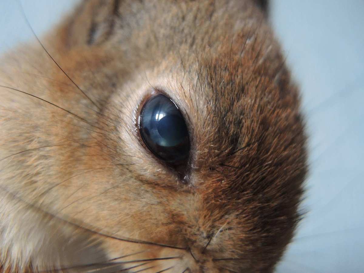 Новорожденный Бельчонок