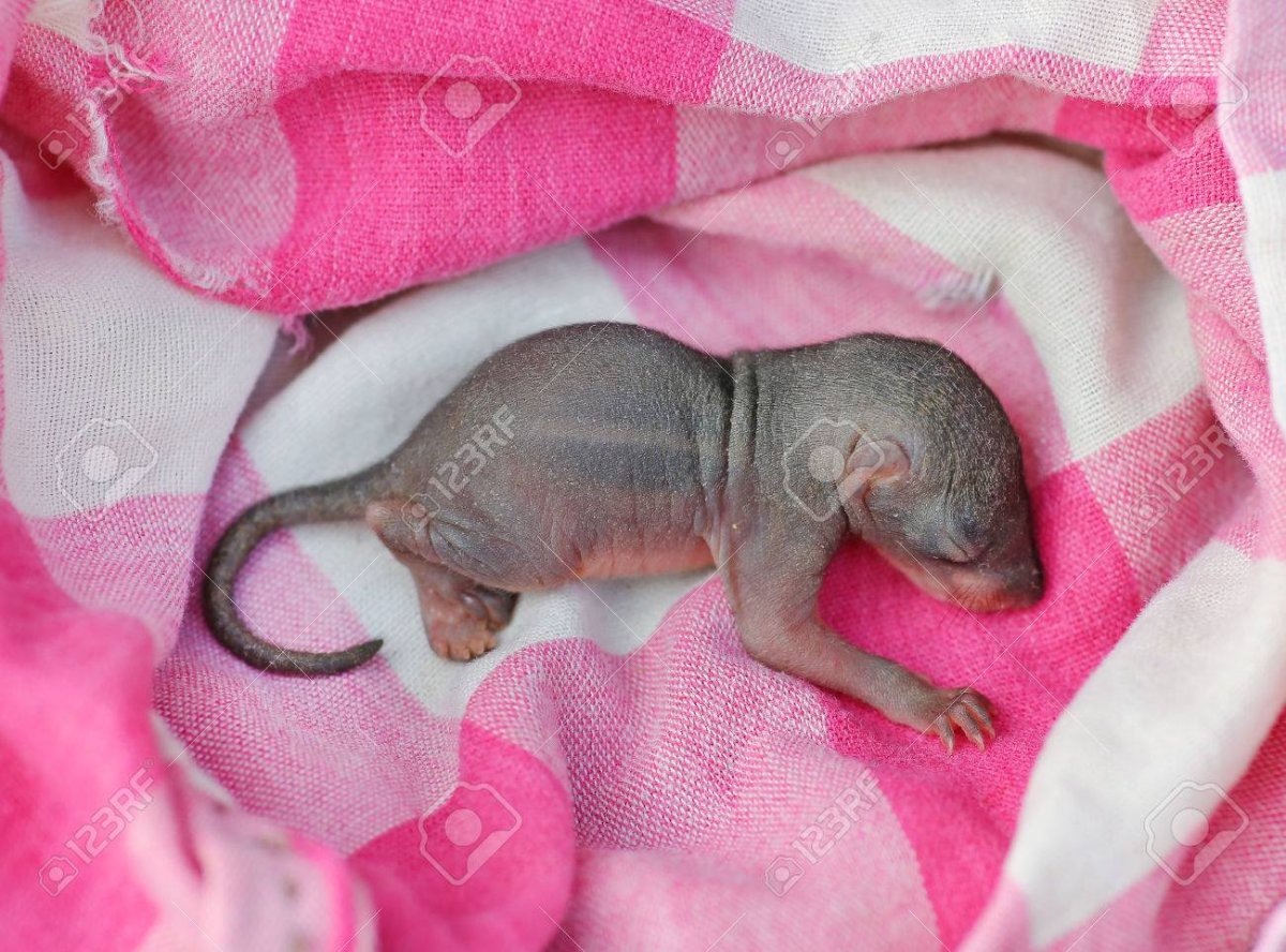 Белка глаза