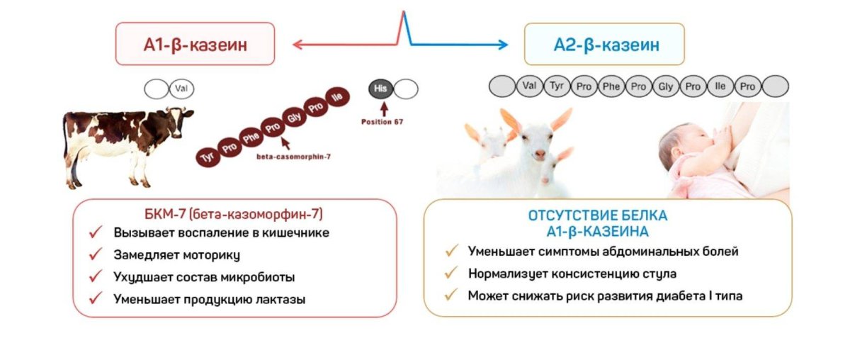 Белка в дупле