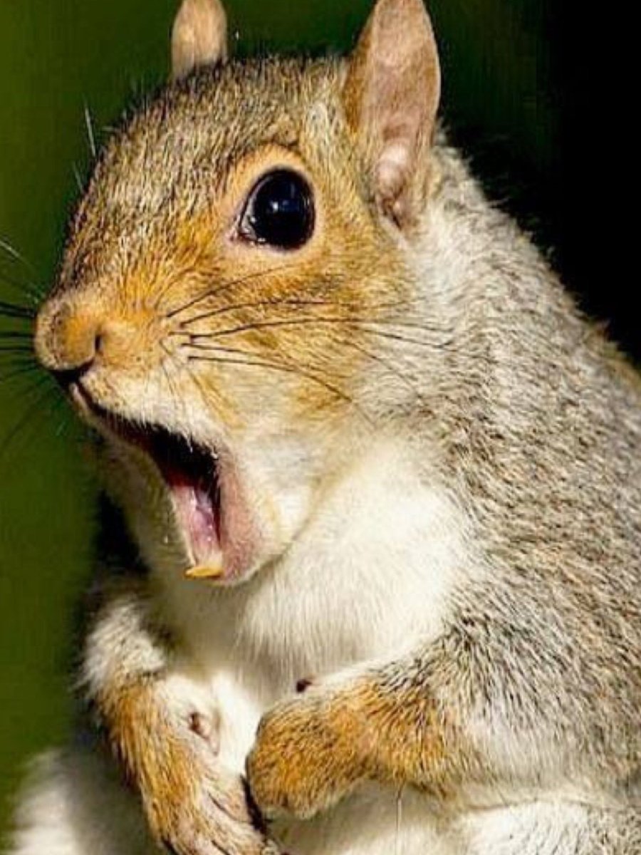 Лептоспироз желтушная форма у животных