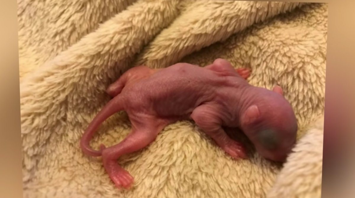 Белка летяга гнездо