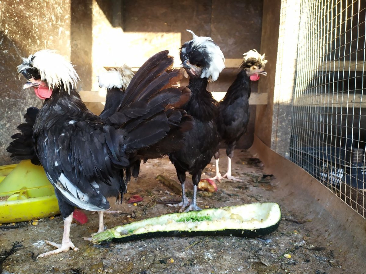 Голландские белохохлые куры