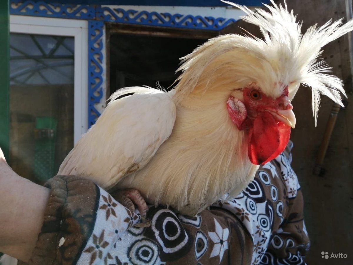 Голландская белохохлая белая