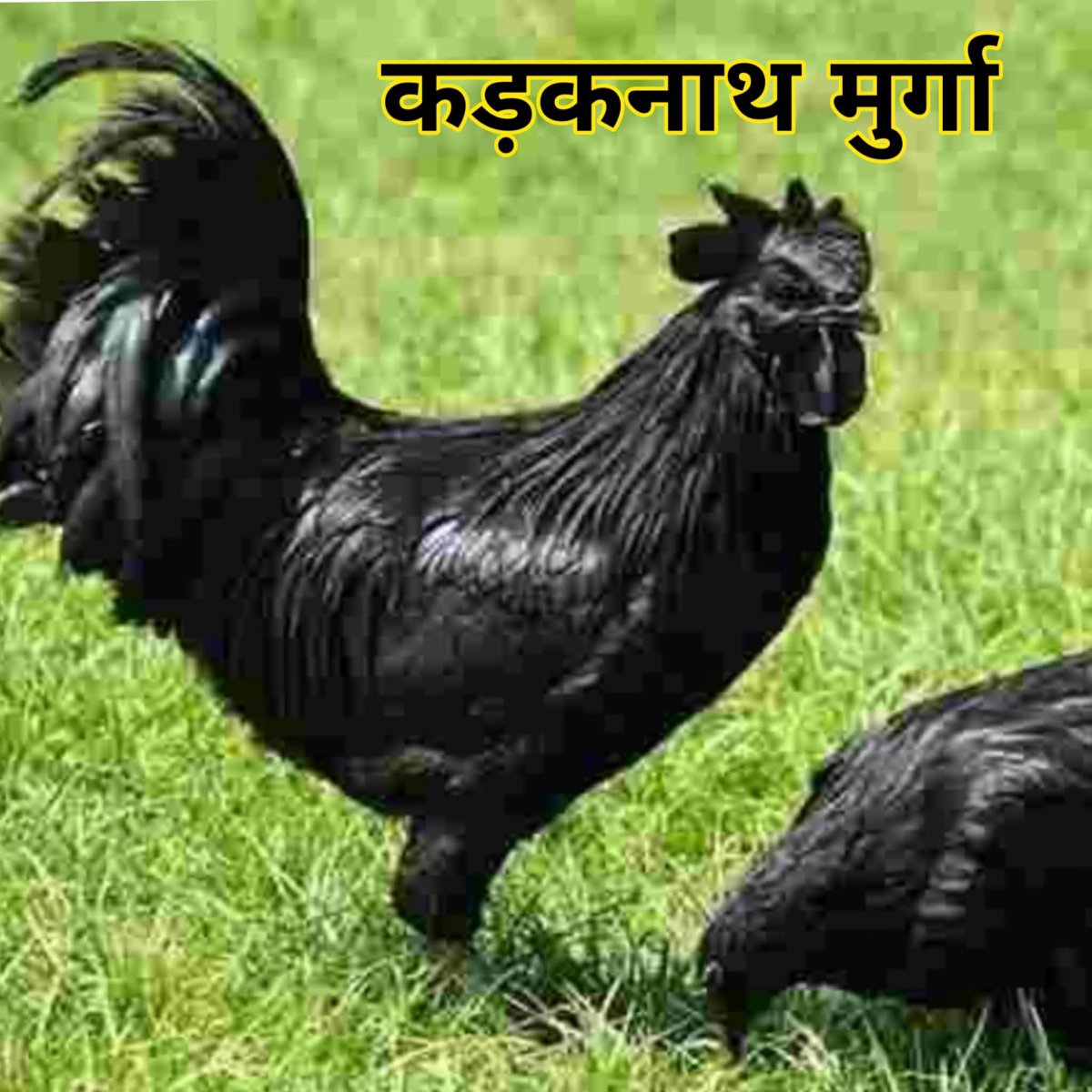 Аям Цемани цыплята