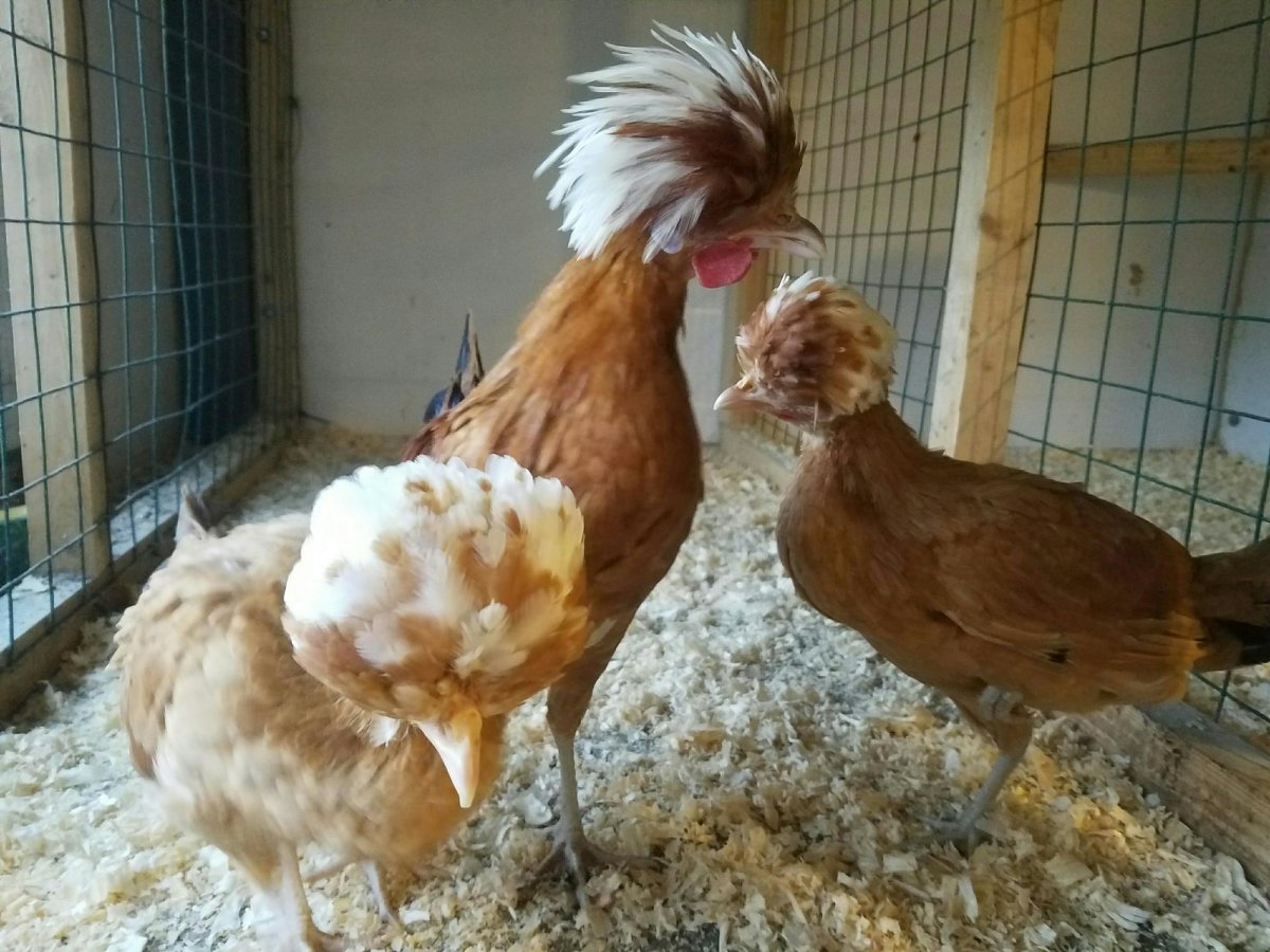 Курица голландка