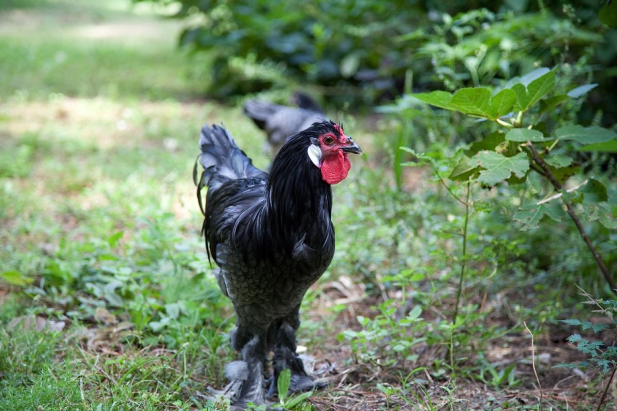 Голландская белохохлая куры