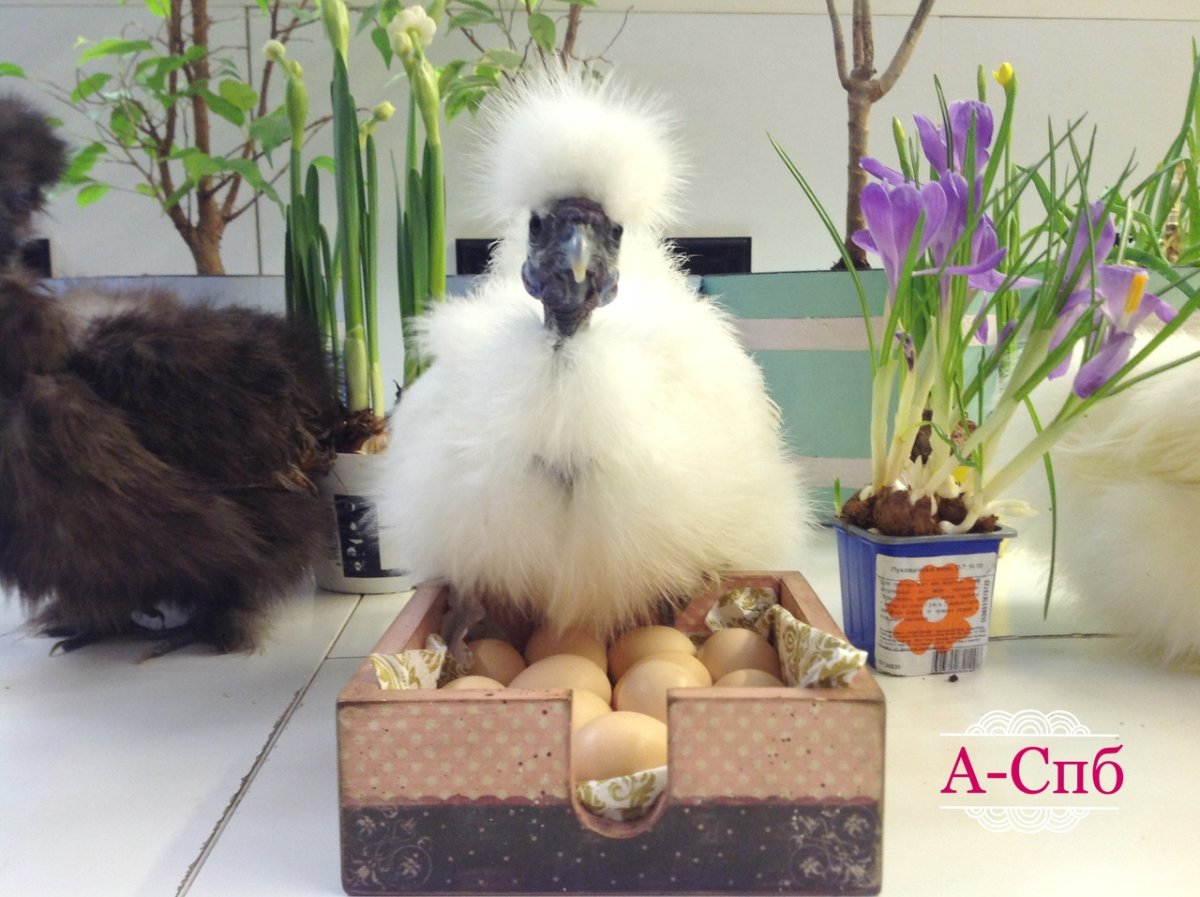 Голландские белохохлые яйца