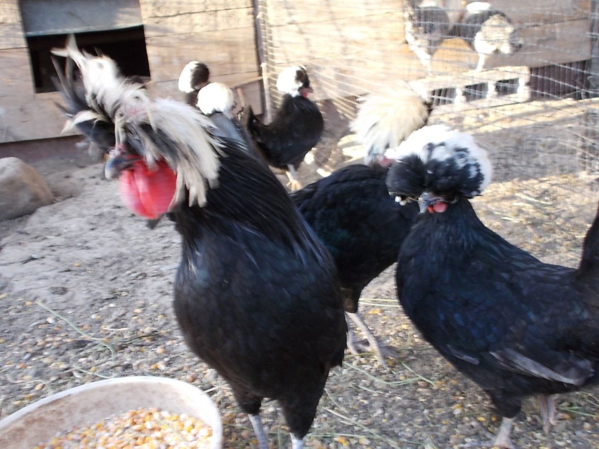 Голландская белохохлая порода цыплята