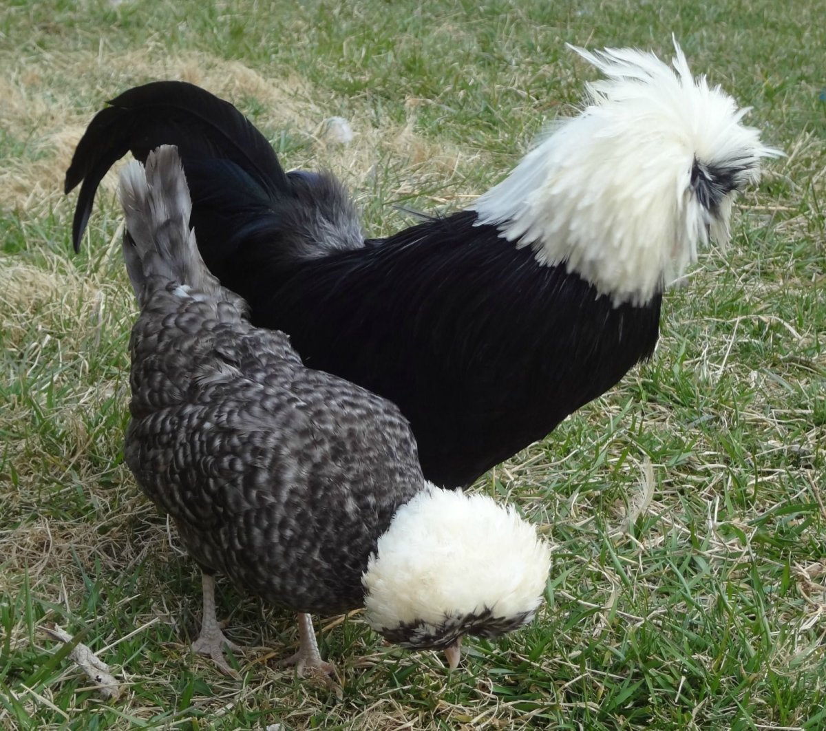 Голландские белохохлые куры