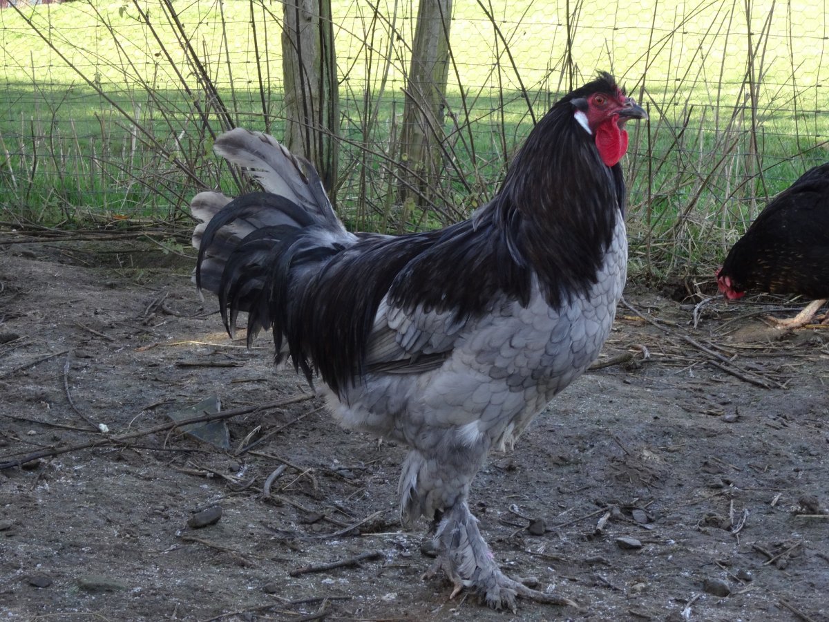 Голландские куры несушки породы