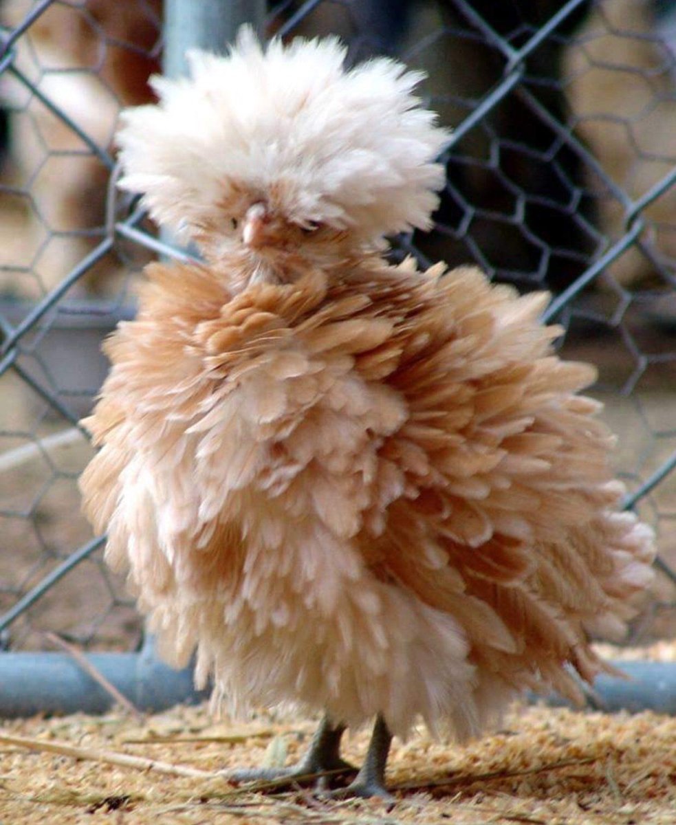 Падуан Шамоа кучерявый