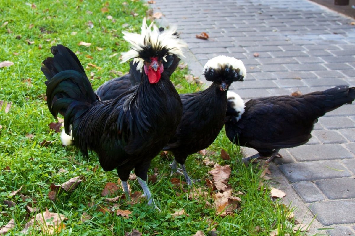 Голландская хохлатая