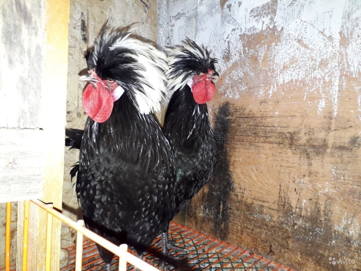 Голландские белохохлые куры