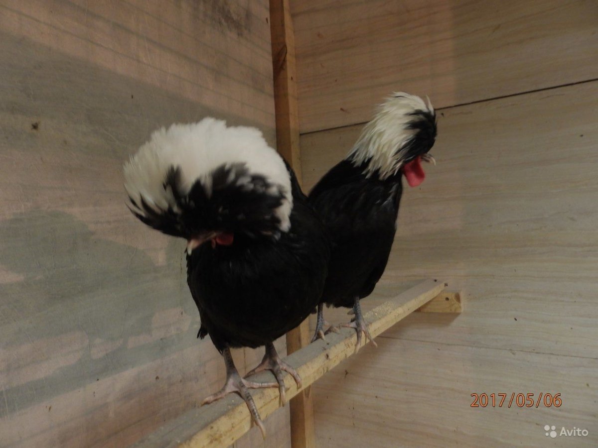 Голландская белохохлая порода кур