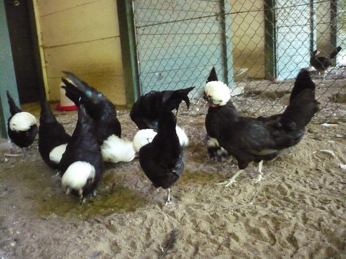 Голландские белохохлые куры цыплята