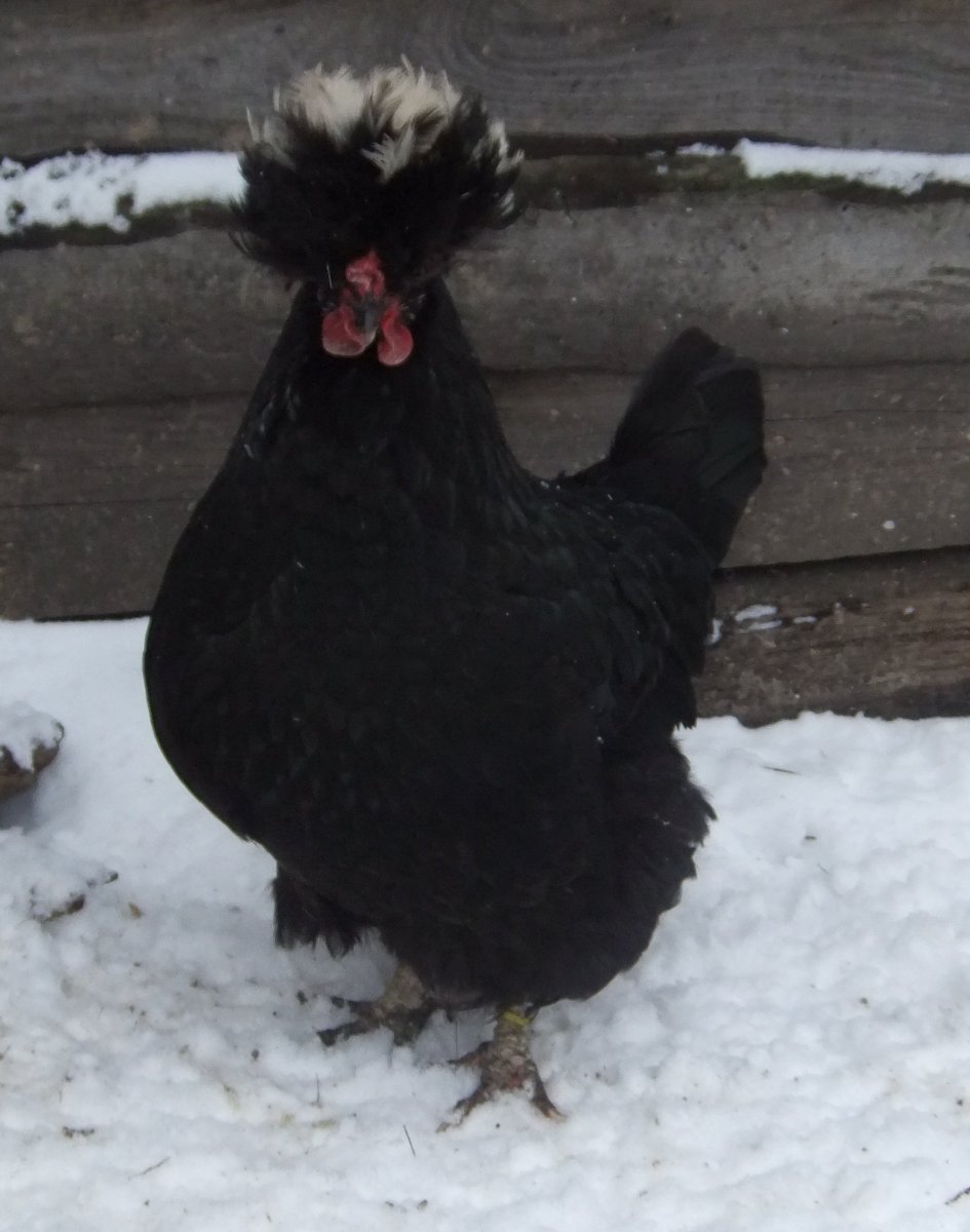 Курочка хохлатка черная