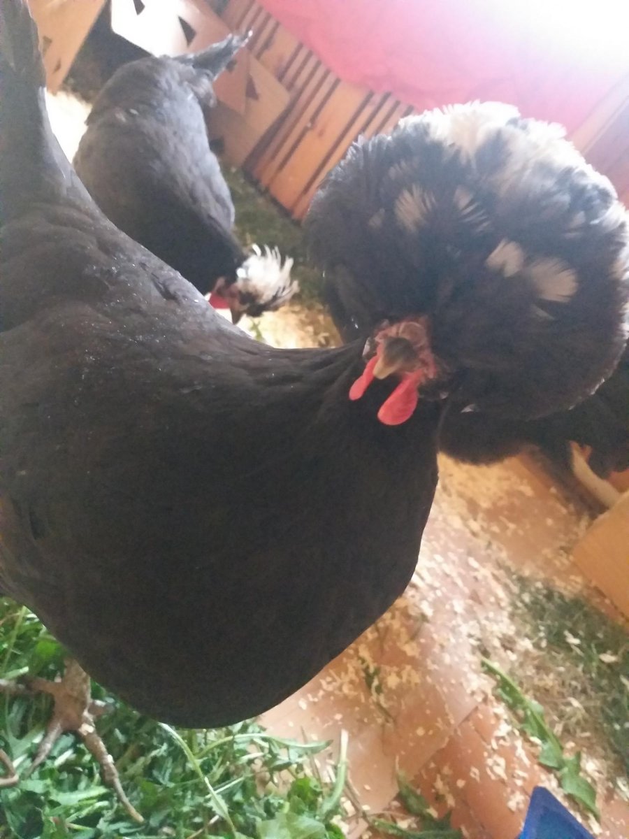 Голландские куры голубые