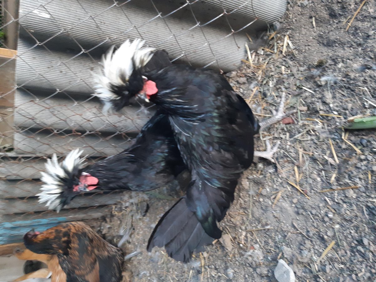 Голландский белохохлый петух