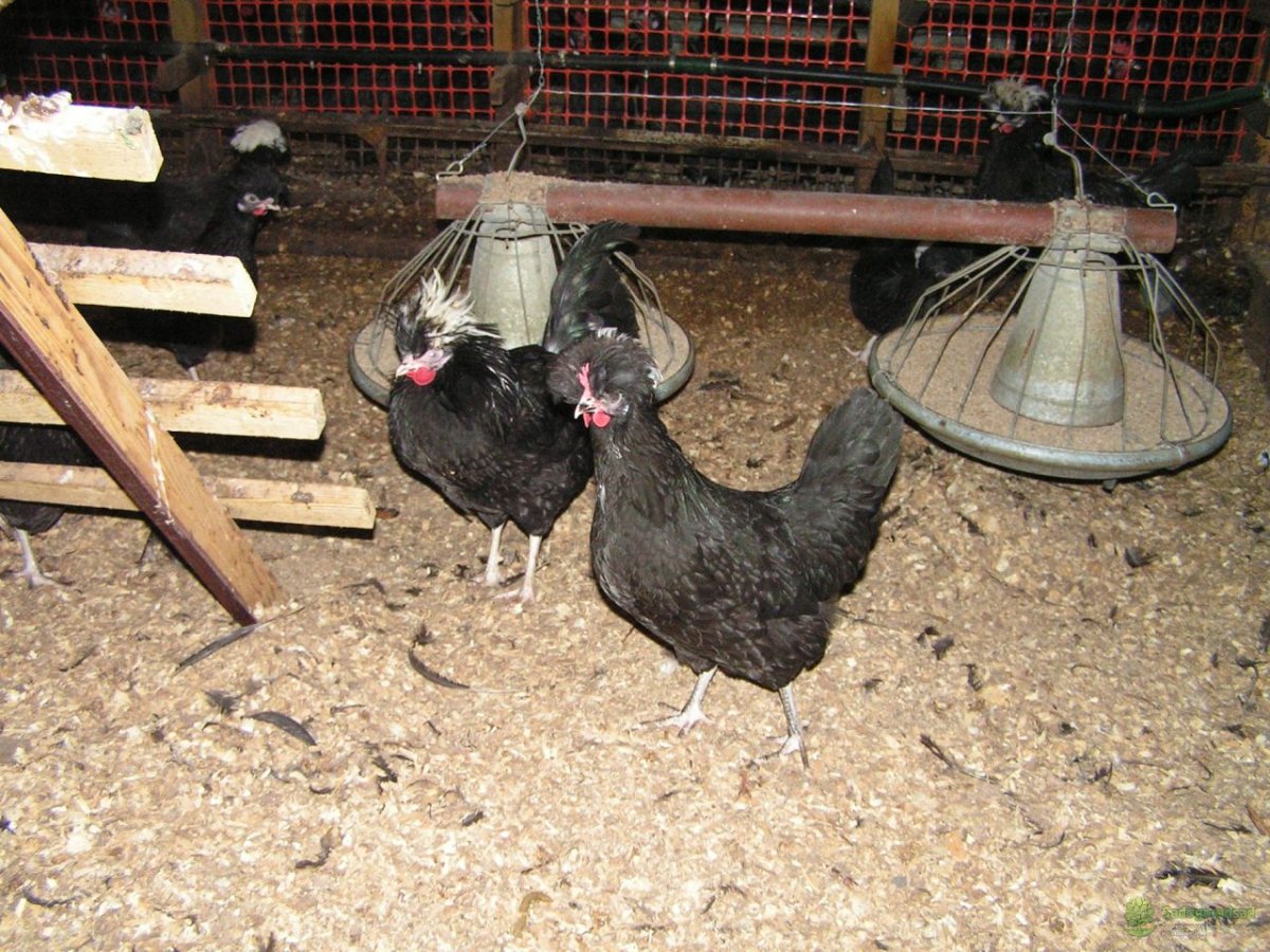 Голландская белохохлая порода кур