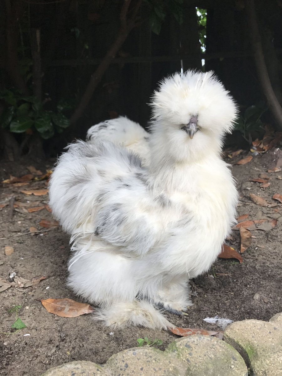 Silkie Bantam
