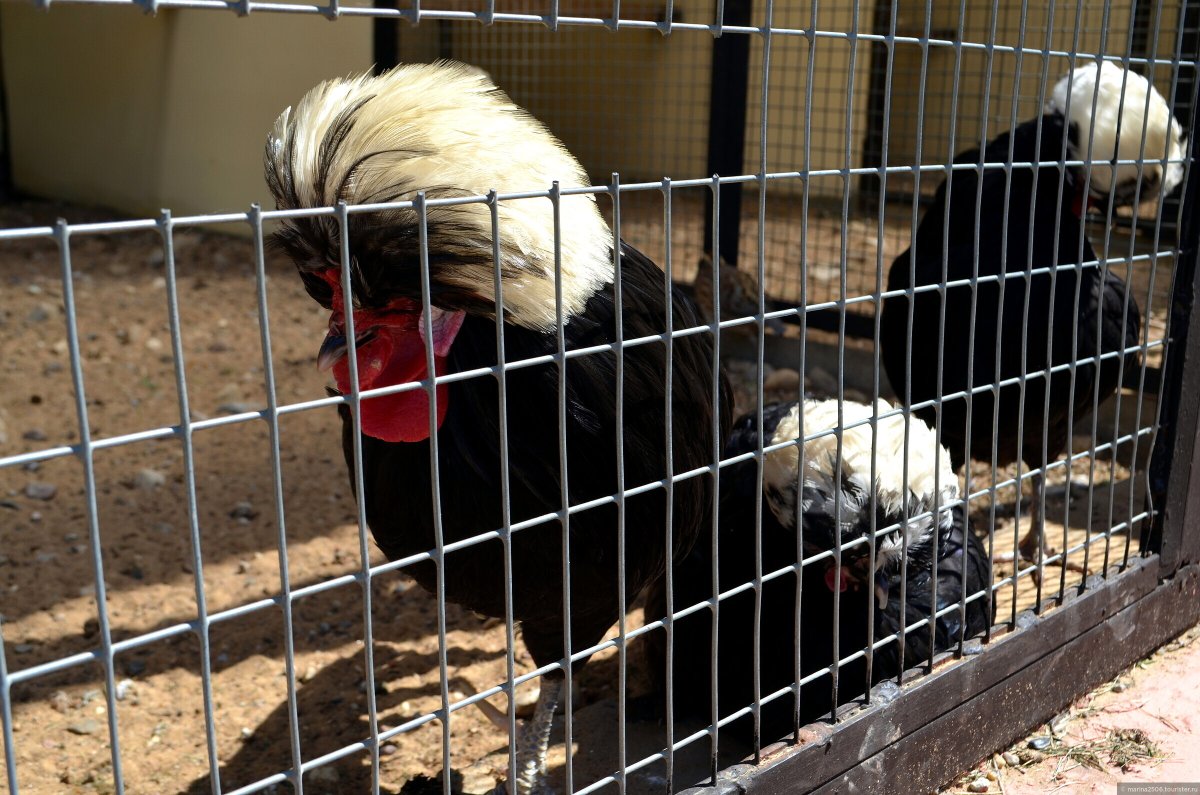 Парк птиц Феодосия