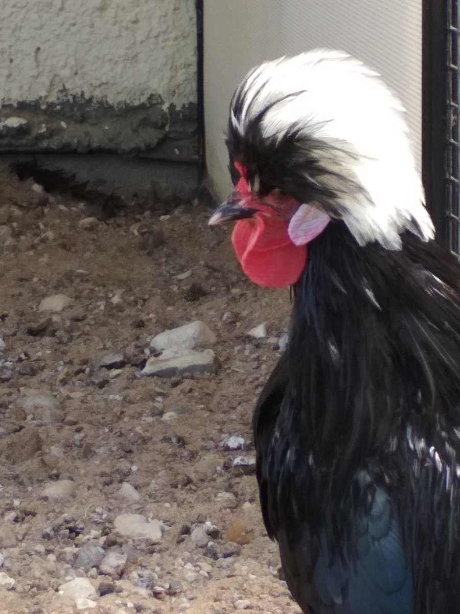 Петух белохохлый