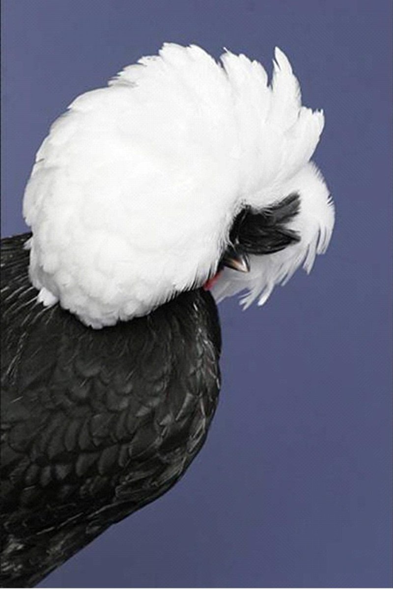 Голландская белохохлая порода