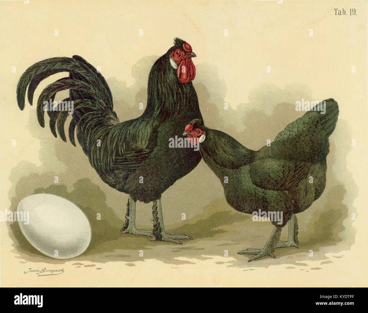 Бреда порода кур