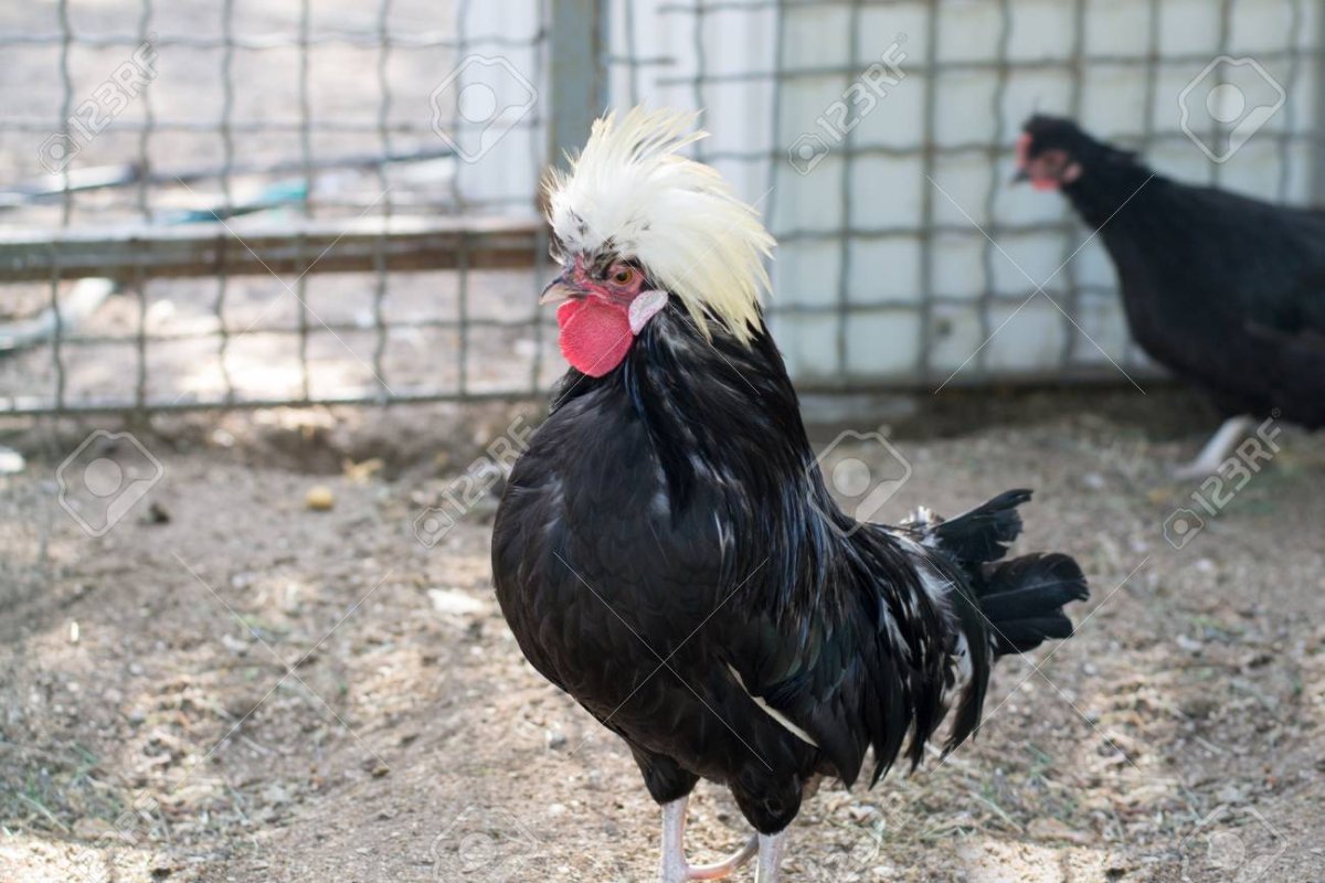 Голландская белохохлая порода кур