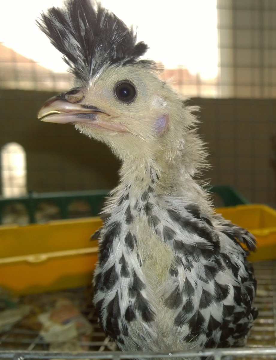 Голландская хохлатая