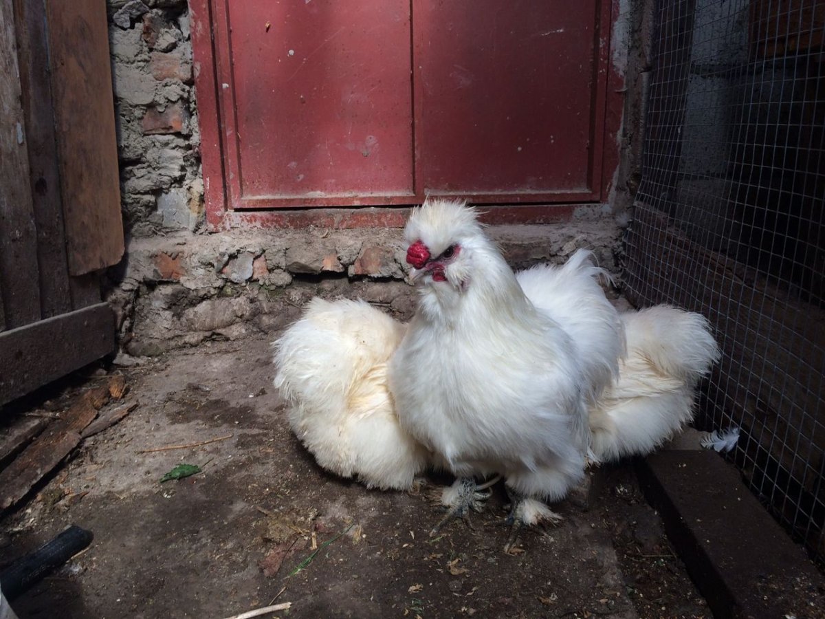 Брама кохинхин Фавероль