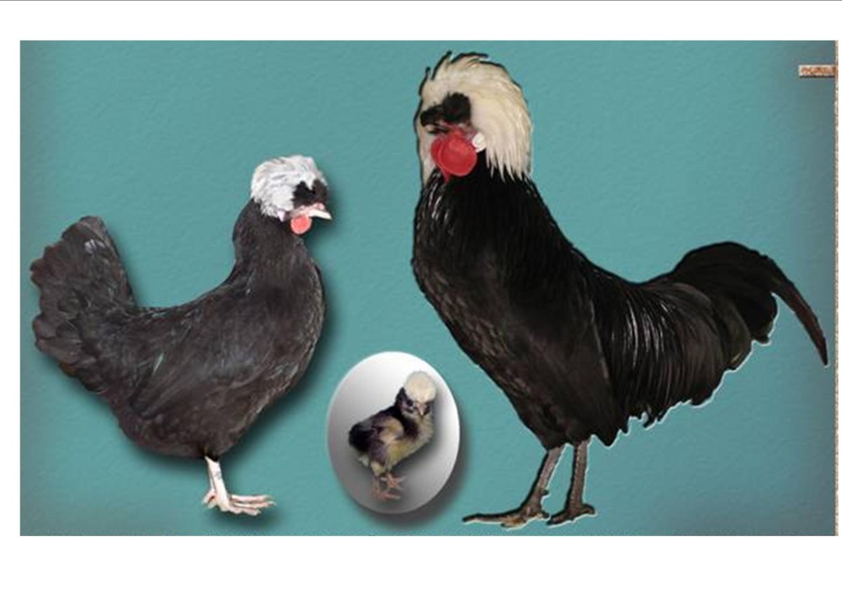 Голландская белохохлая порода кур