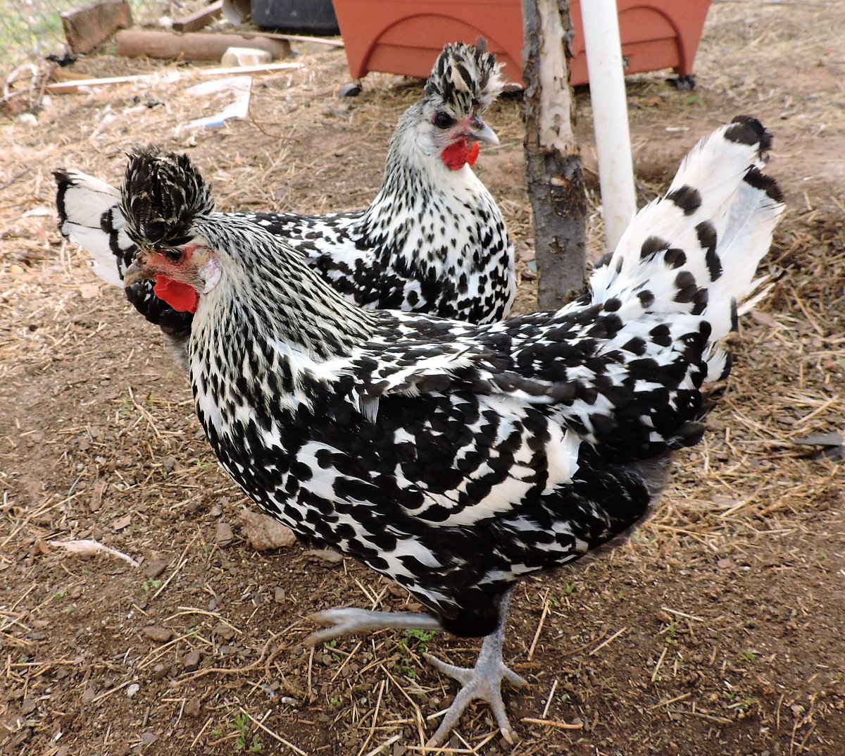 Аппенцеллер куры