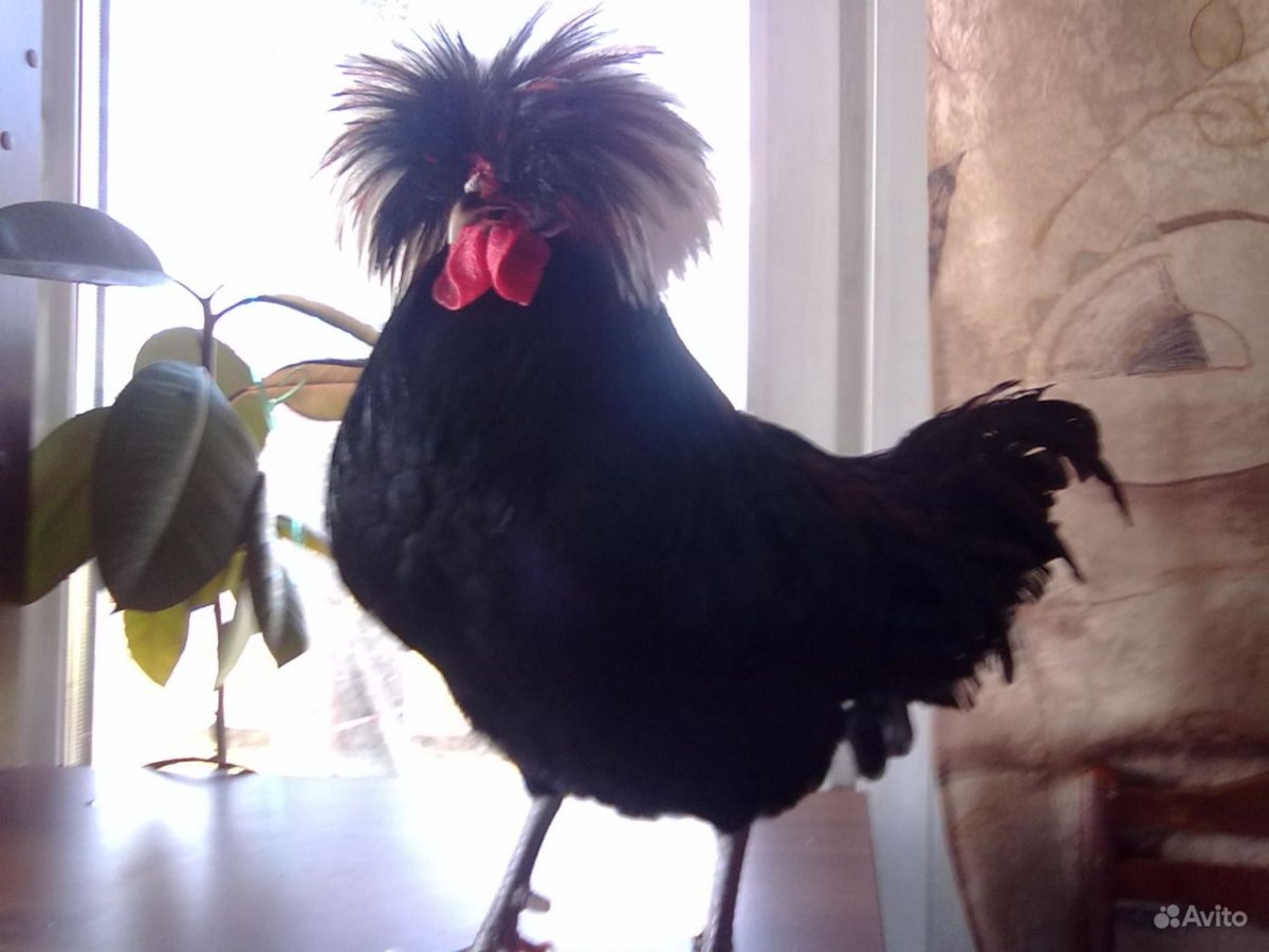 Голландская чёрная белохохлая