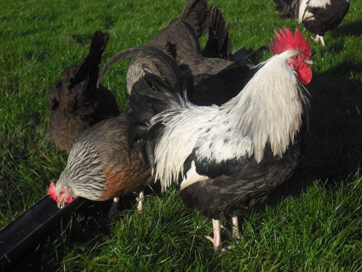 Суссекс порода кур