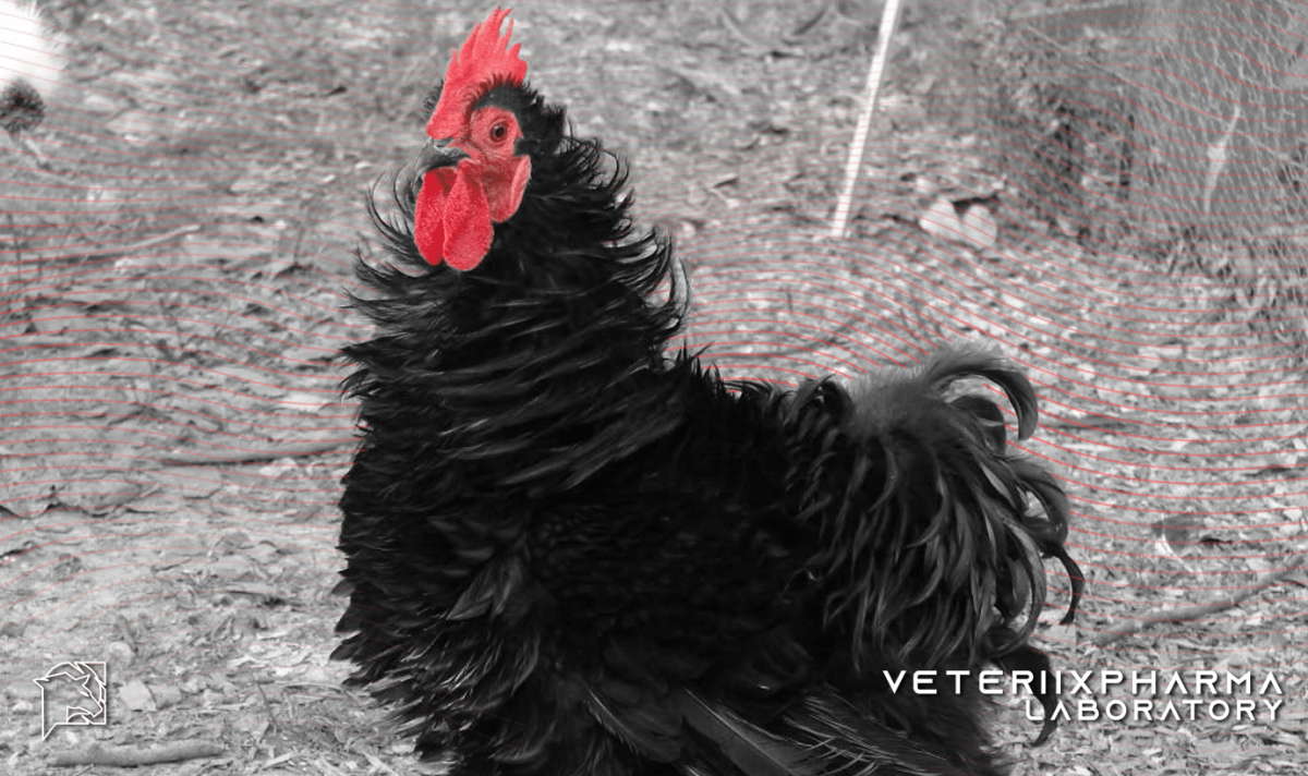 Петух с черной кожей