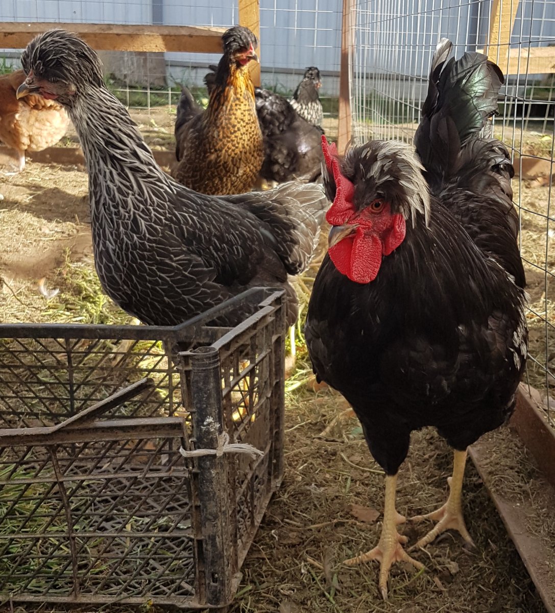 Куры русская хохлатая