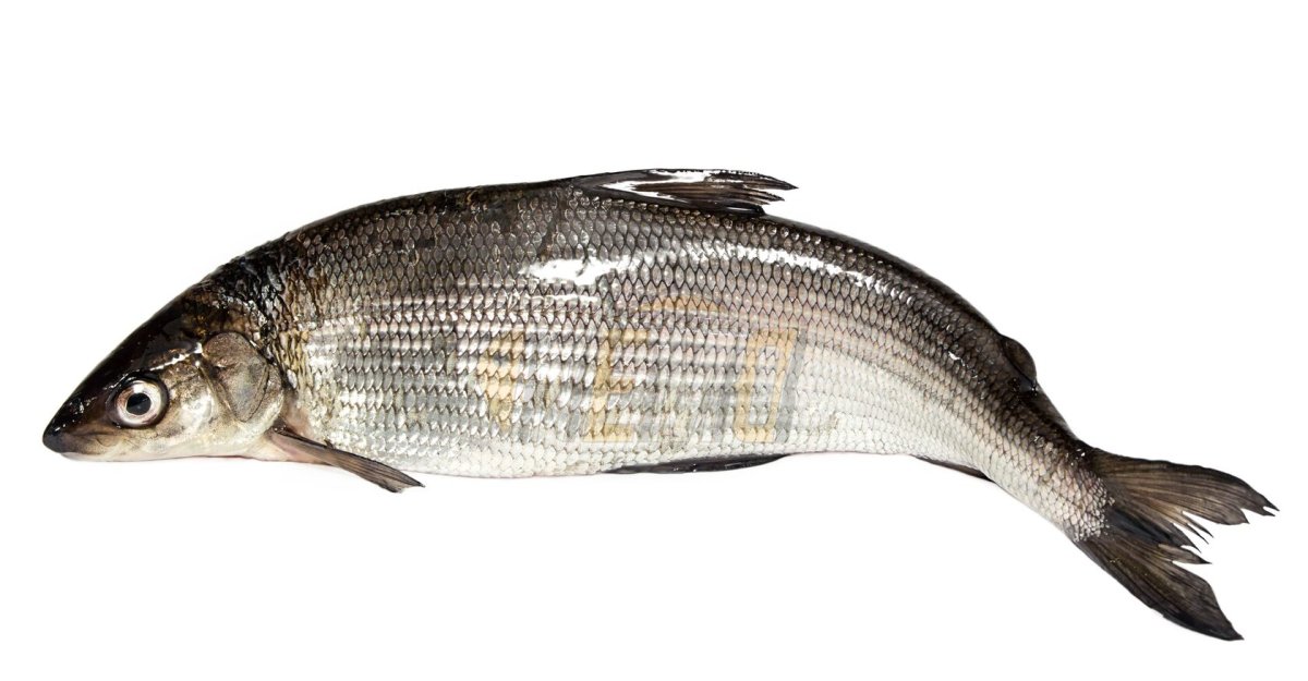 Озерные рыбы на белом фоне