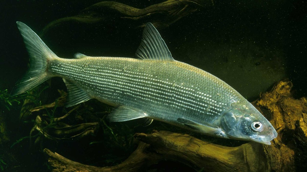 Сиговые породы рыб