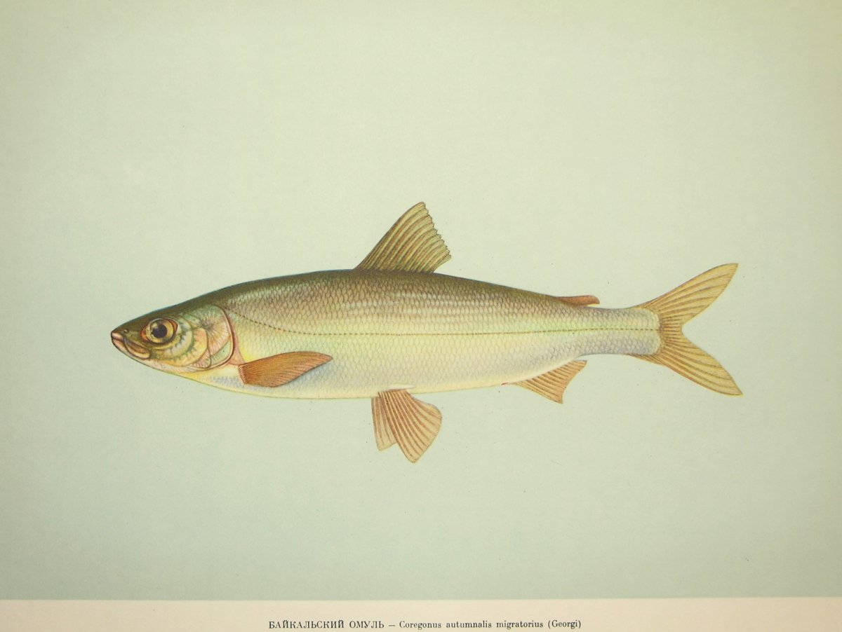 Омуль – Coregonus autumnalis