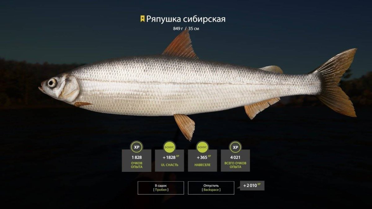 Ряпушка Сибирская