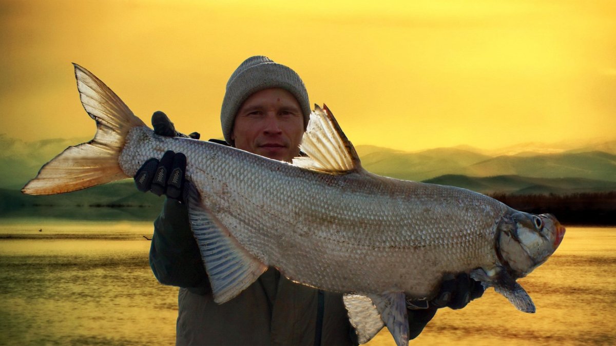 Лосось Кроноцкий заповедник