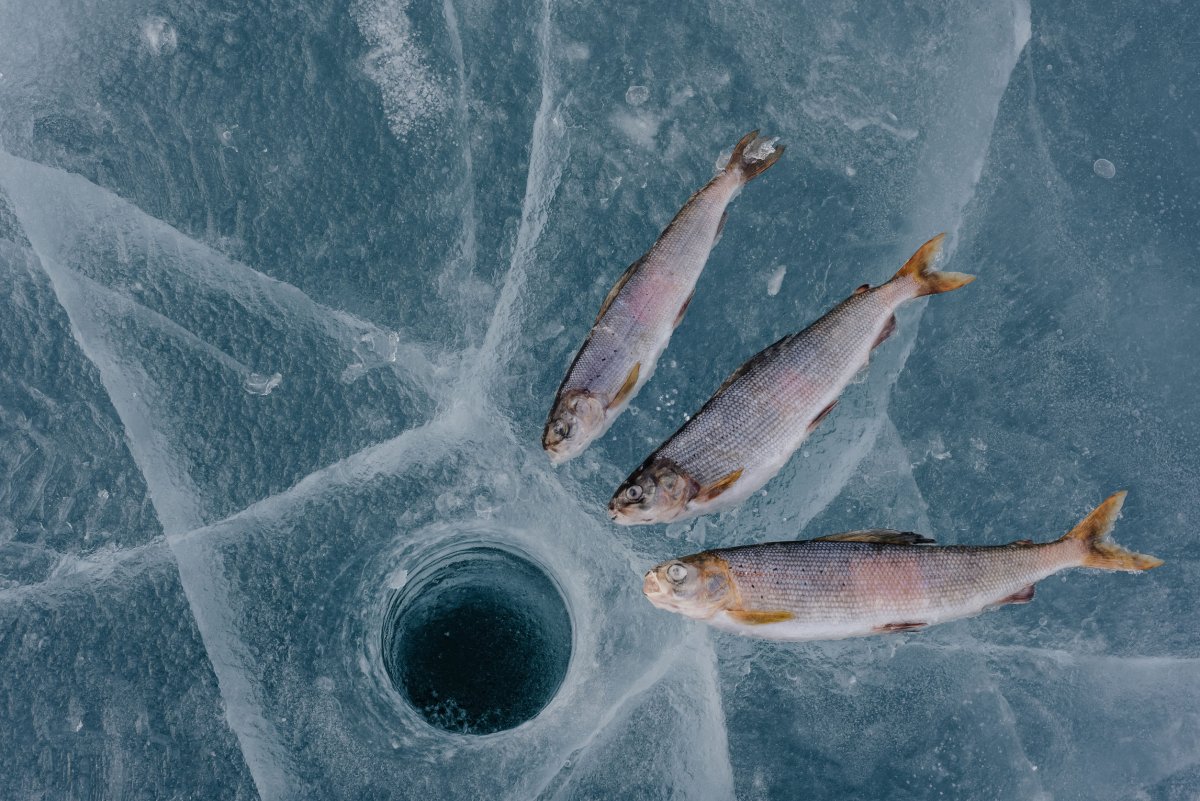 Озерный сиг