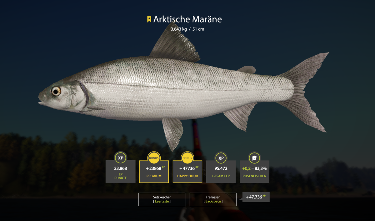 Пелядь, муксун