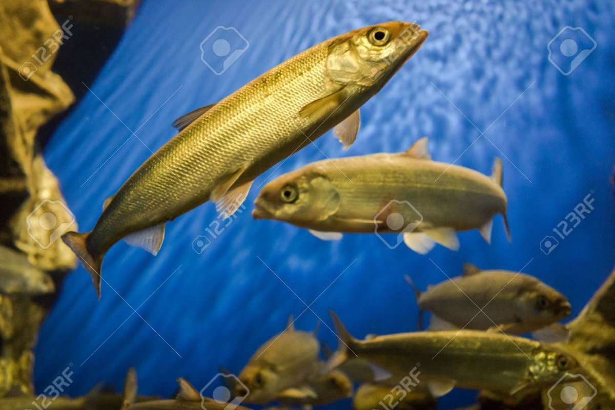 Северная рыба омуль