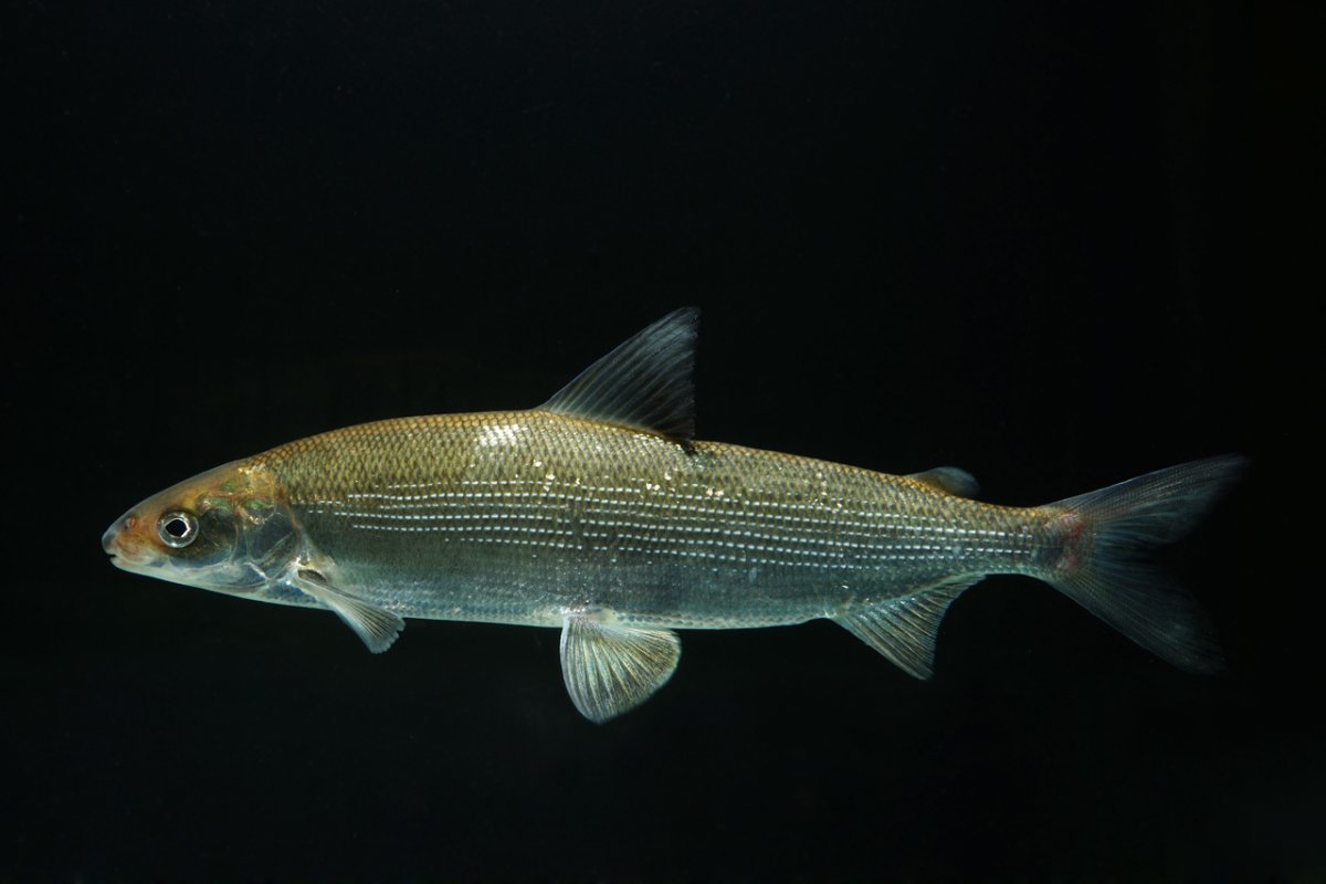 Рыба амурский омуль